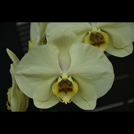 Phalaenopsis Grüne Inselorchidee - CGL63