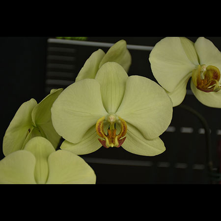 Phalaenopsis Grüne Papageienorchidee - CGL94