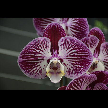 Phalaenopsis Bunte Schmetterlingsorchidee - CBL115