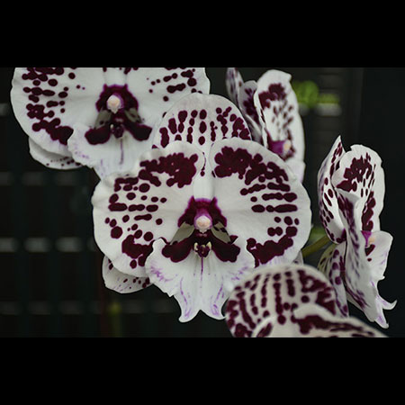 Phalaenopsis Bodhisattva Bold Orchidee - CBM50