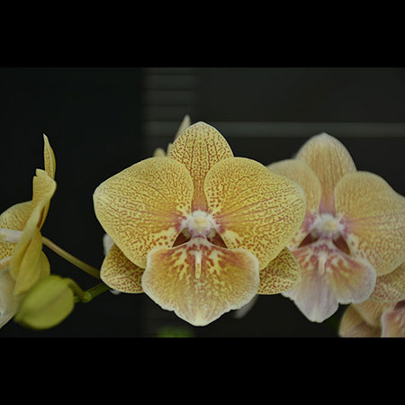 Phalaenopsis Gelbe Chamäleon-Orchidee - CYM57