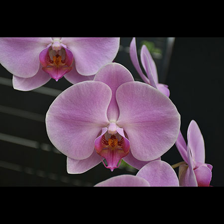 Rosa Phalaenopsis-Orchidee CPL50 - CPL50 Rosa Phalaenopsis-Orchidee CPL50 - CPL50