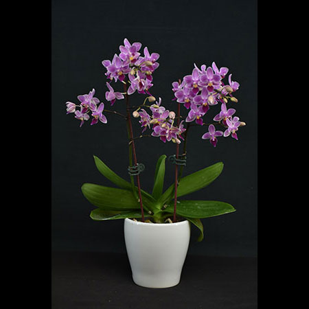 Phalaenopsis Red Pearl - CPS159