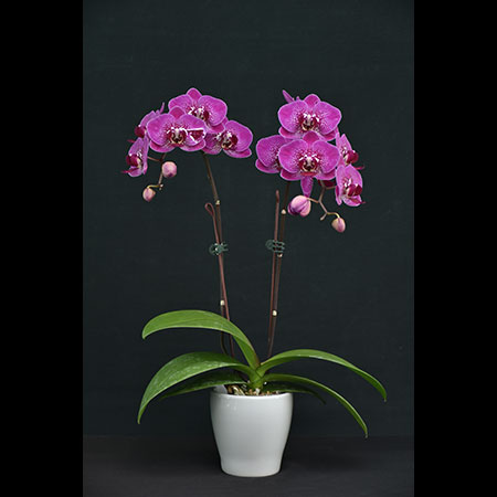 Phalaenopsis Rote Orchidee HL0236