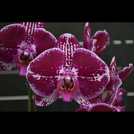 Orquídea mariposa rojo terciopelo - CBL14 Orquídea mariposa rojo terciopelo - CBL14