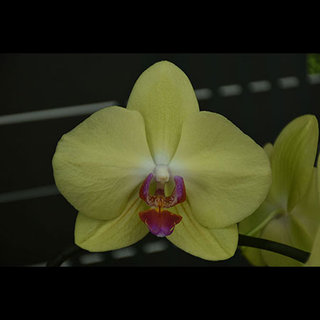 Phalaenopsis Fuller's Sunset - CYL25 Phalaenopsis Fuller