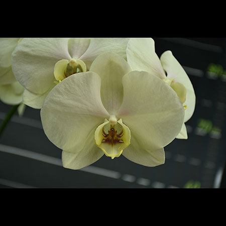 Orquídea Verde Gigante - CGL60 Orquídea Verde Gigante - CGL60