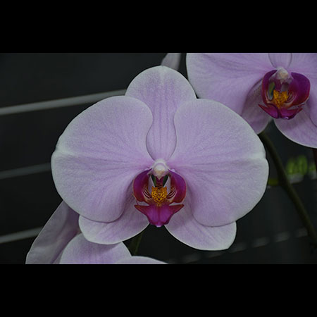 Orquídea Rosa de la Primera Hija - CPL61 Orquídea Rosa de la Primera Hija - CPL61