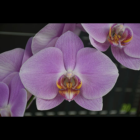 Orquídea rosa Alva - CPL67 Orquídea rosa Alva - CPL67