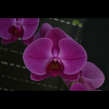 Orquídea roja - CRL71 Orquídea roja - CRL71