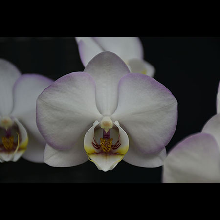 Orquídea blanca anillo de nieve - CPM67 Orquídea blanca anillo de nieve - CPM67