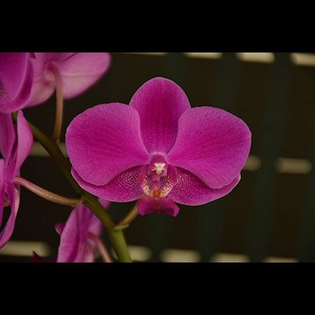 Orquídea roja brillante - CRS42