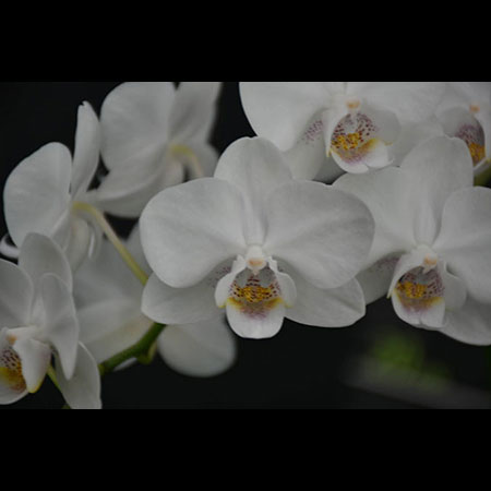 Orquídea Blanca Viento Frío - CWS196 Orquídea Blanca Viento Frío - CWS196