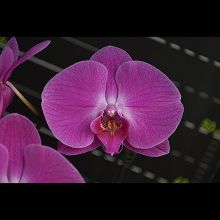Orquídea phalaenopsis roja GU03 - GU03