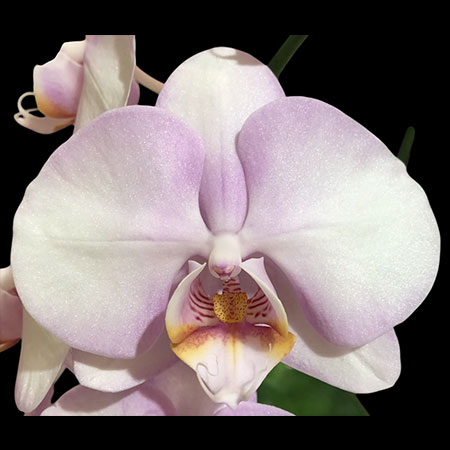 Orquídea Mariposa Rosa NBM525 - NBM588