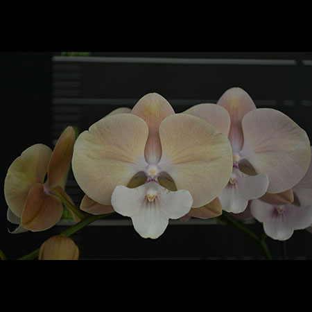 Phalaenopsis Corbata Rosa - CPM60 Phalaenopsis Corbata Rosa - CPM60