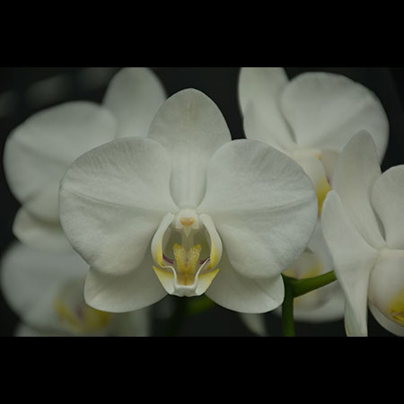 Orchidée Phalaenopsis Blanche - CWS118 Orchidée Phalaenopsis Blanche - CWS118