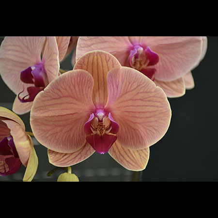 Anggrek Fanta Jeruk Phalaenopsis - COL37 Anggrek Fanta Jeruk Phalaenopsis - COL37