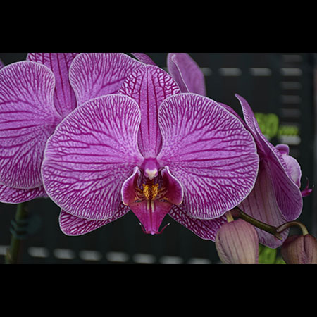 Anggrek Phalaenopsis Grace Pink - CPL45 Anggrek Phalaenopsis Grace Pink - CPL45
