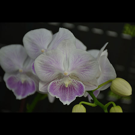 Anggrek Kupu-Kupu Phalaenopsis Merah Muda - CPM35
