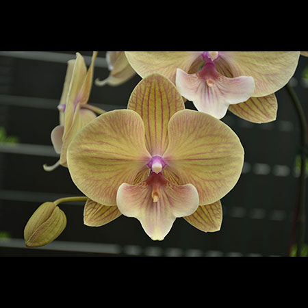 Anggrek Kupu-Kupu Kuning Phalaenopsis - CYM58