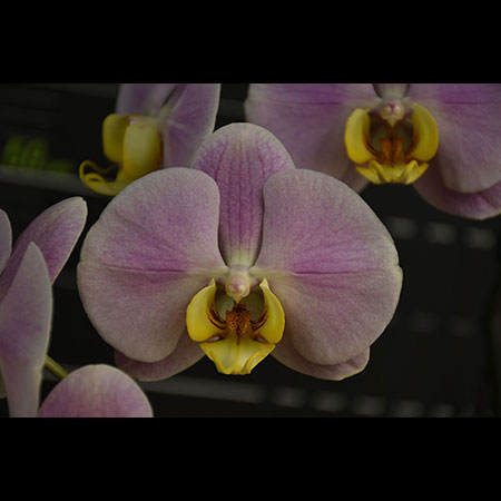 Anggrek Phalaenopsis Donat Merah Muda - CPM72
