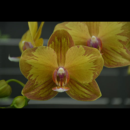 Anggrek Kuning Phalaenopsis Lion King - CYM78