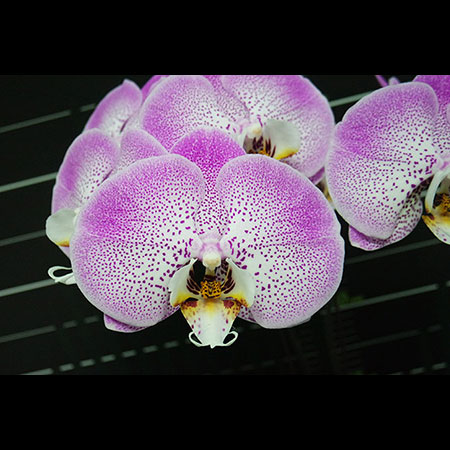 Phalaenopsis Macan Tutul Merah Muda - CPM79