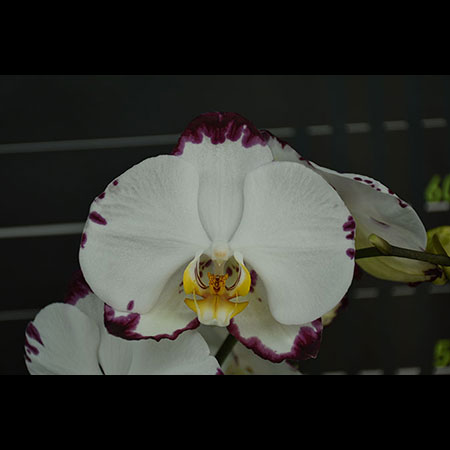 Anggrek Yeti Putih Phalaenopsis - CBM82
