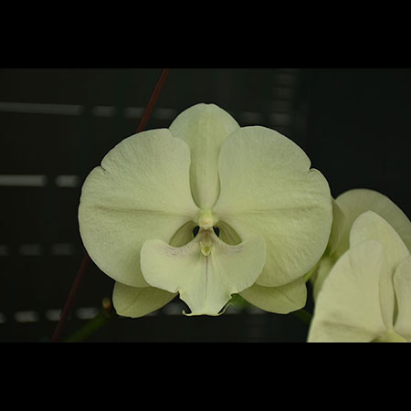 Anggrek Kupu-Kupu Hijau Phalaenopsis - CGM85