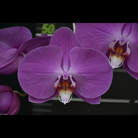 Anggrek Phalaenopsis Merah Muda GU15 - GU15 Anggrek Phalaenopsis Merah Muda GU15 - GU15