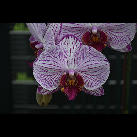 Anggrek Phalaenopsis Merah Muda - CPM33 Anggrek Phalaenopsis Merah Muda - CPM33