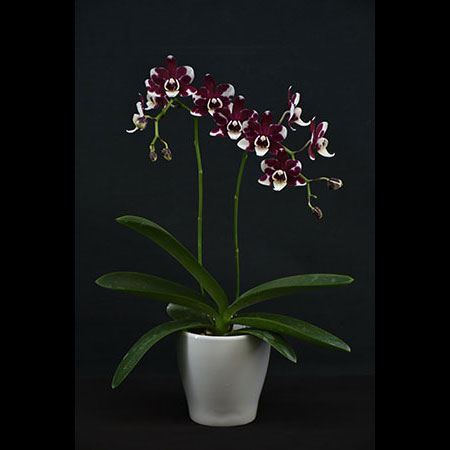 Anggrek Phalaenopsis Sapi Tebal - CBS99 Anggrek Phalaenopsis Sapi Tebal - CBS99