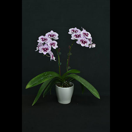 Anggrek Phalaenopsis Ungu - CBS200
