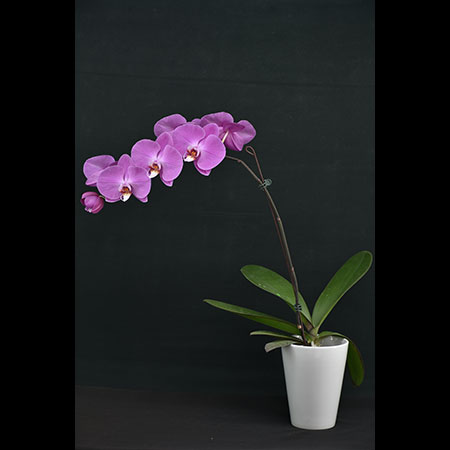 Anggrek Phalaenopsis Merah Muda GU15 - GU15