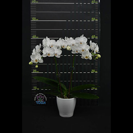Anggrek Putih Phalaenopsis Chilling Wind - CWS196 Anggrek Putih Phalaenopsis Chilling Wind - CWS196