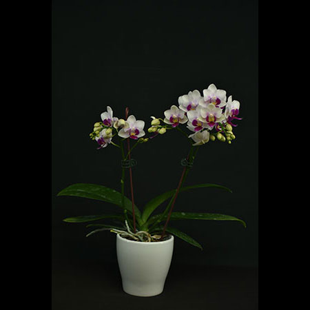 Anggrek Phalaenopsis Pink Beauty - CWS190