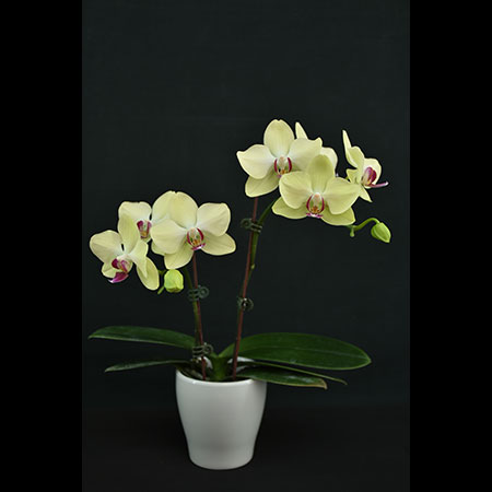 Anggrek Mini Phalaenopsis Hijau - CGS70