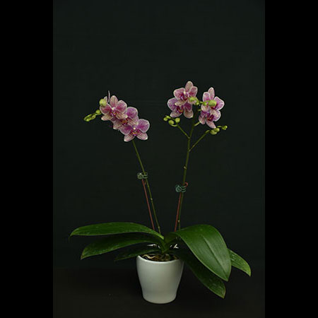 Anggrek Phalaenopsis Merah Muda yang Indah - CPS80
