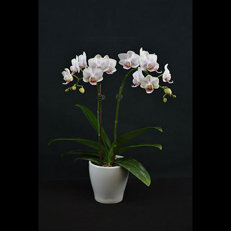 Anggrek Gula Putih Phalaenopsis - CWS183 Anggrek Gula Putih Phalaenopsis - CWS183