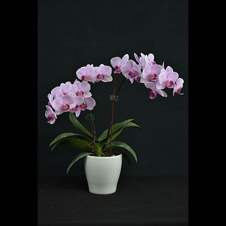Anggrek Phalaenopsis Pink Spirit - CPS187