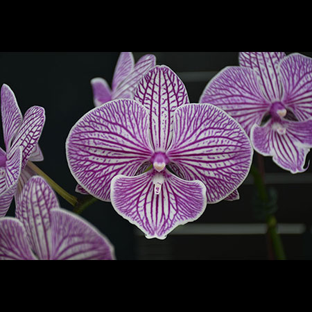 Phalaenopsis Pink Four Peace Orchid - CPL10 Phalaenopsis Pink Four Peace Orchid - CPL10