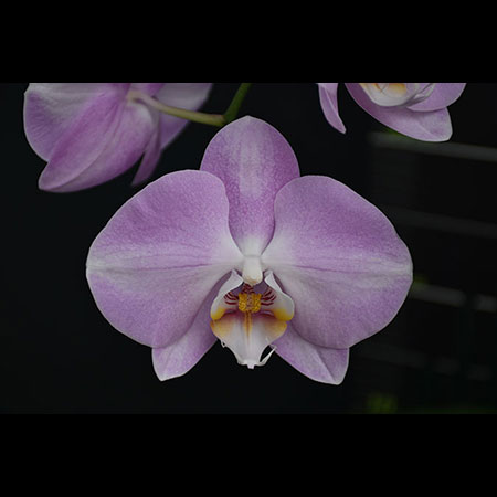 Phalaenopsis Pink Lady - CPL91 Phalaenopsis Pink Lady - CPL91