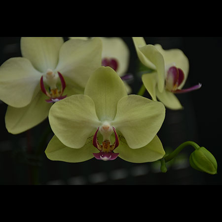 Green Mini Phalaenopsis Orchid - CGS70 Green Mini Phalaenopsis Orchid - CGS70