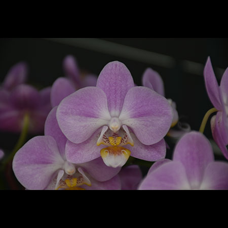 Pink Phalaenopsis Orchid NBM525 - NBM525 Pink Phalaenopsis Orchid NBM525 - NBM525