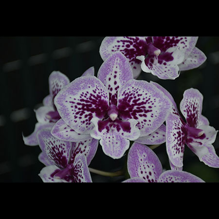 Purple Phalaenopsis Orchid - CBS200 Purple Phalaenopsis Orchid - CBS200