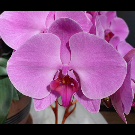 Phalaenopsis Pink Orchid K10 - K10 Phalaenopsis Pink Orchid K10 - K10