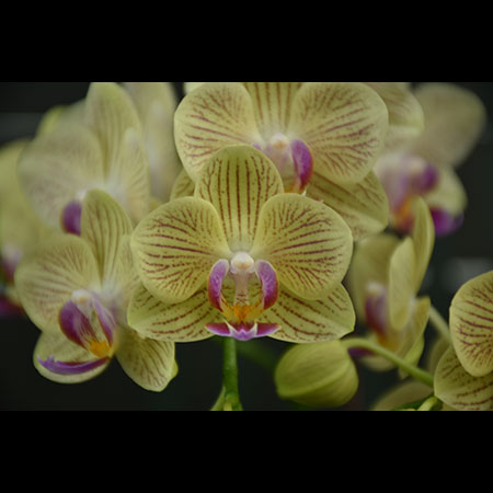 Phalaenopsis Yellow Orchid Lee1155 - Lee1155 Phalaenopsis Yellow Orchid Lee1155 - Lee1155