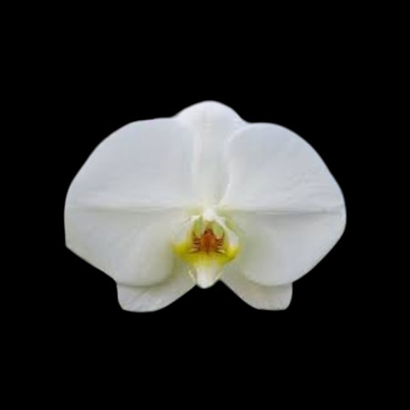 Phalaenopsis White Orchid V3 - V3 Phalaenopsis White Orchid V3 - V3