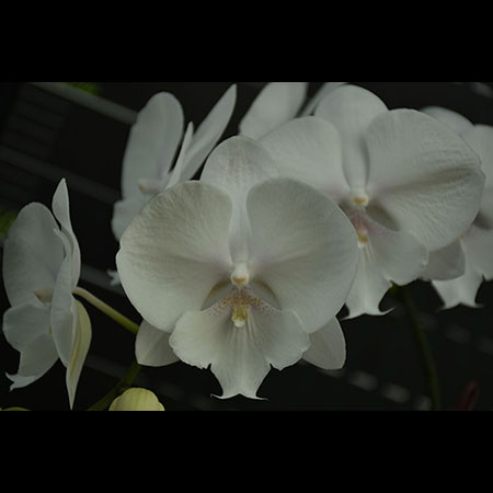 Orchidea Phalaenopsis bianca - CWL26 Orchidea Phalaenopsis bianca - CWL26